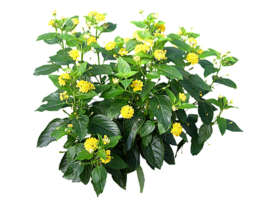 png免抠花卉灌木
