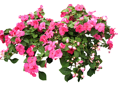 png免抠花卉灌木