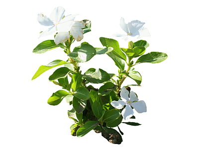 png免抠花卉灌木