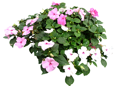 png免抠花卉灌木
