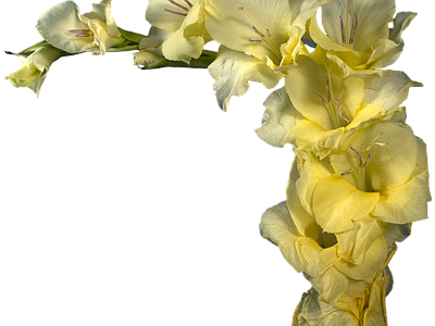 png免抠黄菖蒲 花