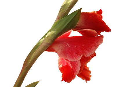 png免抠黄菖蒲 花