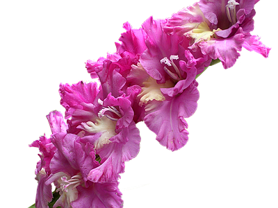 png免抠黄菖蒲 花
