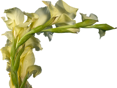 png免抠黄菖蒲 花