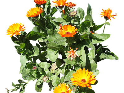 png免抠金盏菊 花