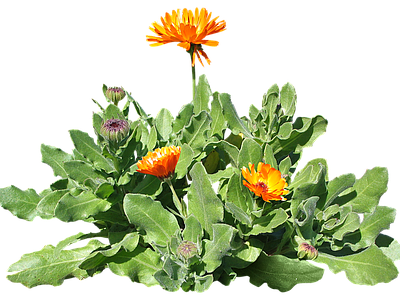 png免抠金盏菊 花
