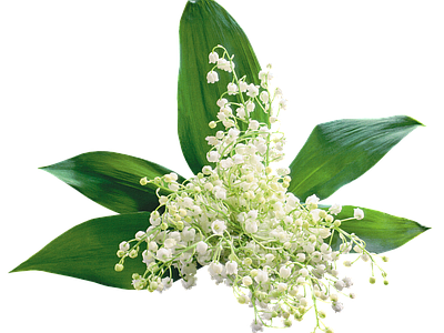 png免抠铃兰 花