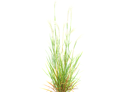 png免抠芒草 花