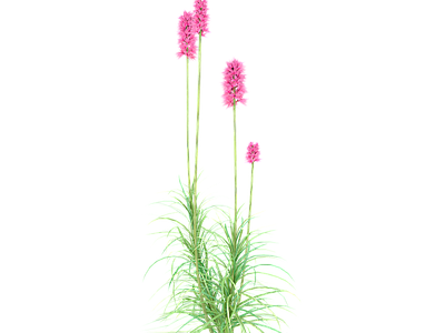 png免抠芒草 花