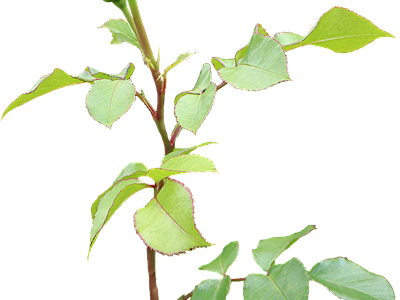 png免抠玫瑰 花