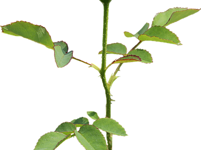 png免抠玫瑰 花