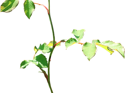 png免抠玫瑰 花