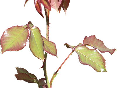 png免抠玫瑰 花
