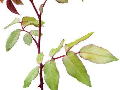 png免抠玫瑰 花