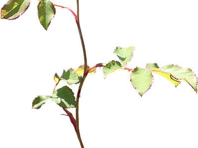 png免抠玫瑰 花