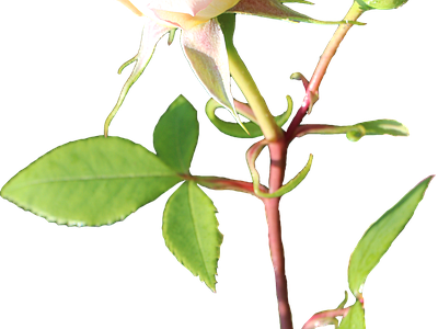 png免抠玫瑰 花