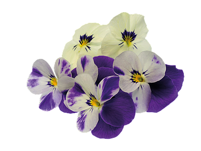png免抠三色堇 花