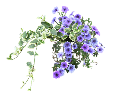 png免抠山牵牛 花