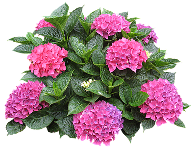 png免抠绣球 花