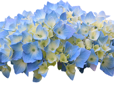 png免抠绣球 花