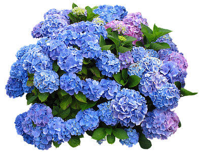 png免抠绣球 花