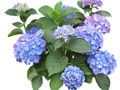 png免抠绣球 花