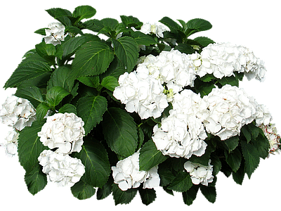 png免抠绣球 花