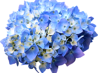 png免抠绣球 花