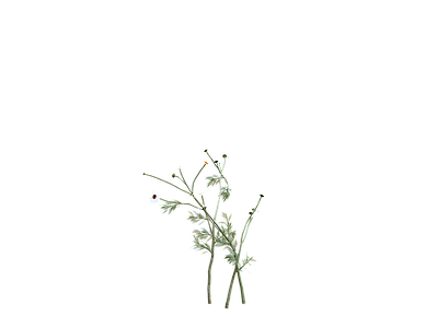png免抠洋甘菊  花