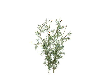 png免抠洋甘菊  花