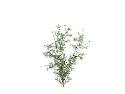 png免抠洋甘菊  花