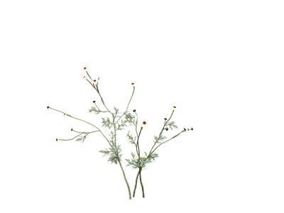 png免抠洋甘菊  花