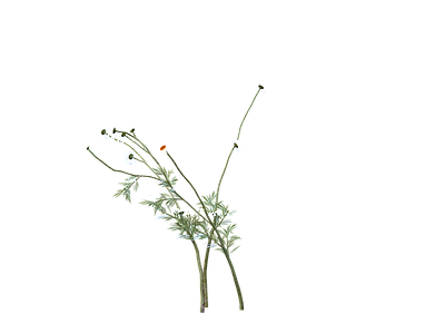 png免抠洋甘菊  花