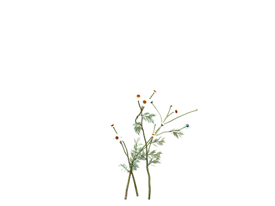 png免抠洋甘菊  花