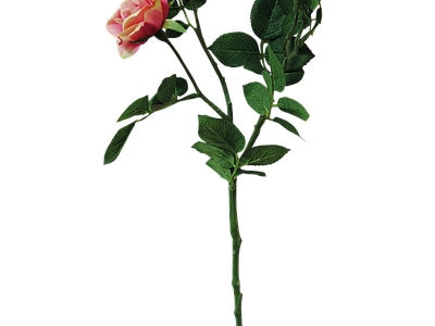 png免抠月季 花
