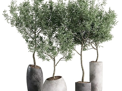 室内植物盆栽