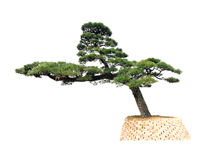 png免抠造型黑松 花