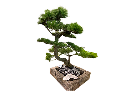 png免抠造型黑松 花