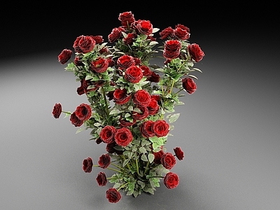 玫瑰花 花草 植物 月季花 花朵