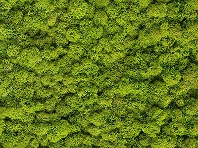 现代绿植墙 植物