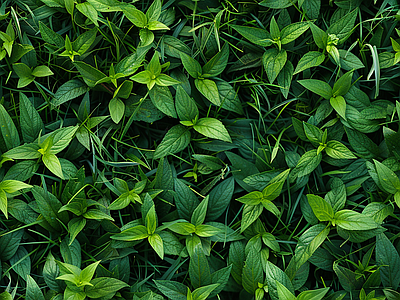 无缝绿植草丛 灌木