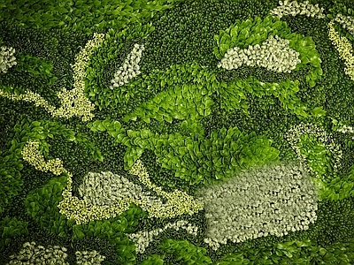植物墙 绿植 花卉