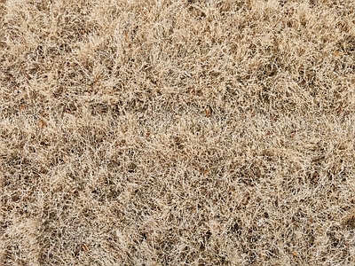 自然灌木地面 秋季