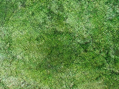 草地草坪苔藓 自然元素