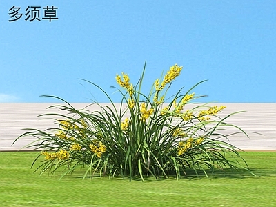 多须草 花草 植物类