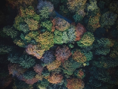常用自然彩叶树林 树干