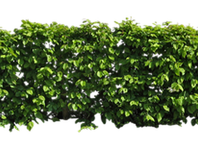 绿篱植物效果图 灌木