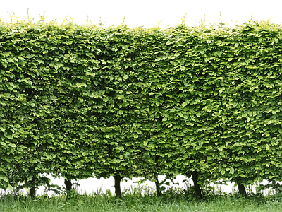 绿篱植物效果图 灌木