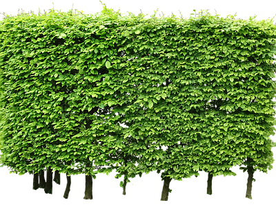 绿篱植物效果图 灌木