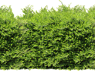 绿篱植物效果图 灌木